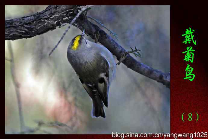 戴菊鸟（8）