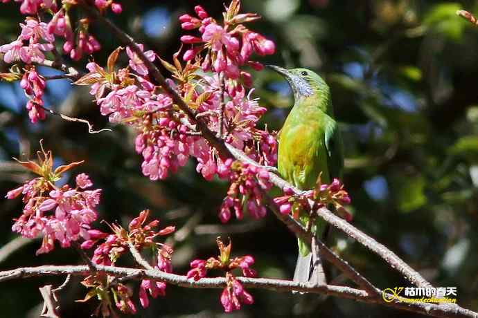 云南拍鸟的几张记录片 云南拍鸟的几张记录片