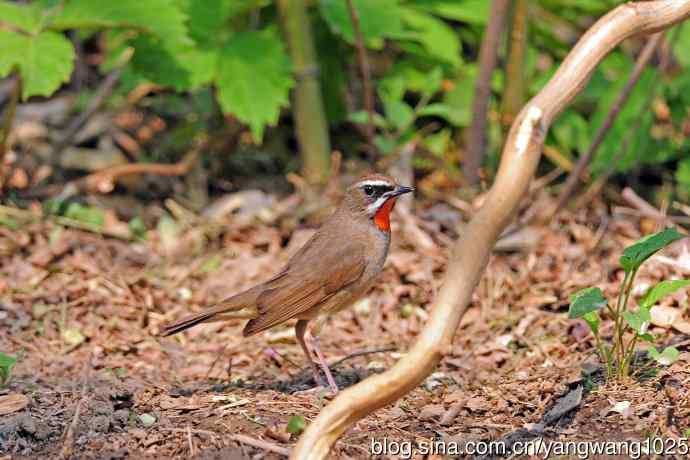 北京天坛公园的鸟类——雄性红喉歌鸲（2）