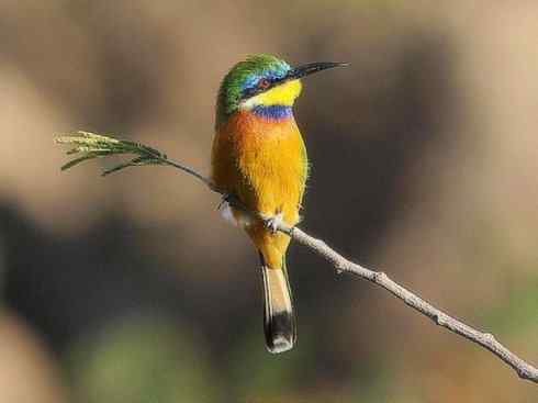 绝色攀禽：佛法僧目之蜂虎2