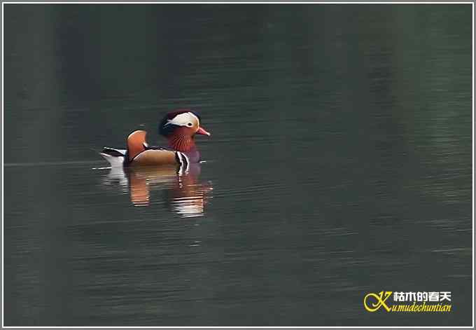 鸳鸯&bull;小翠远摄【照片】