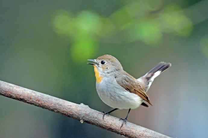 雄性红喉姬鹟（2）