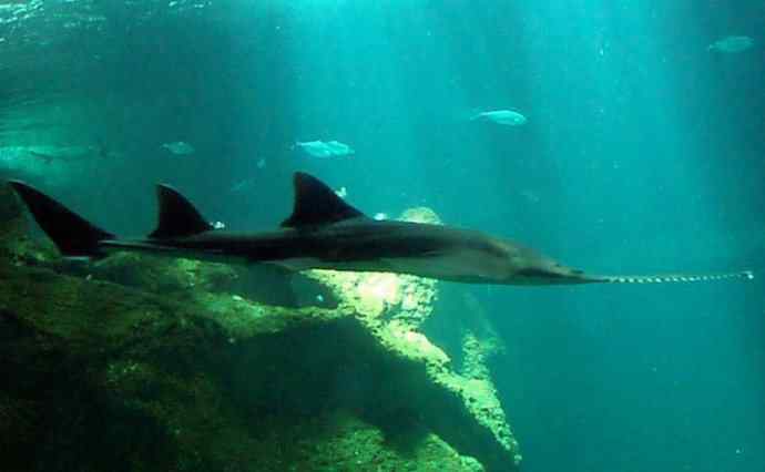 鱼类活化石:锯鳐 鱼类活化石:锯鳐