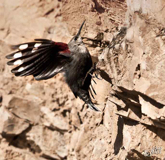 永定河峡谷 wbr路 wbr红翅旋壁雀 永定河峡谷 wbr路 wbr红翅旋壁雀
