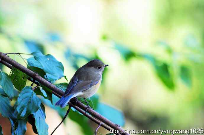 雌性红胁蓝尾鸲（60）