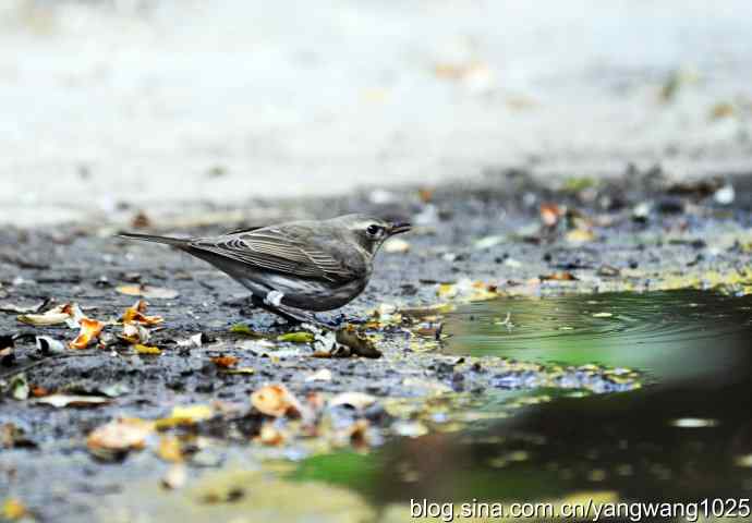 赤颈鸫的一个亚种（记录版）