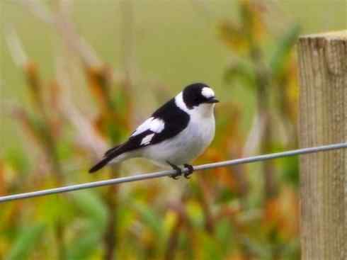 美丽无罪：雀鸟之姬鹟