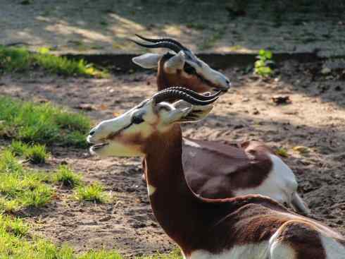 麒麟：传说的兽原型探秘（鹿羚）