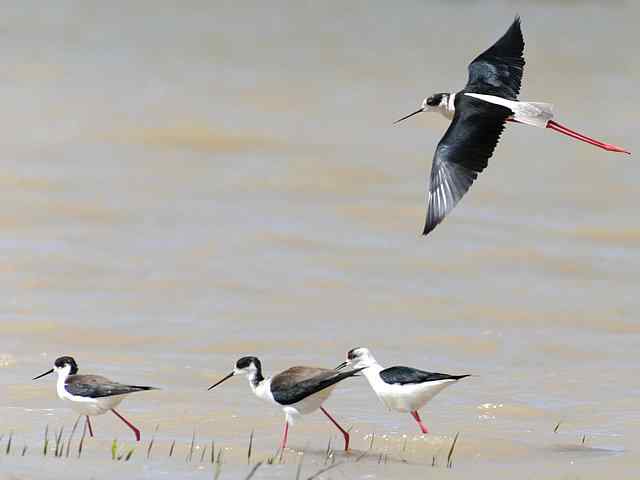 野鸭湖拍摄纪实(牛背鹭黄鹡鸰长脚鹬)
