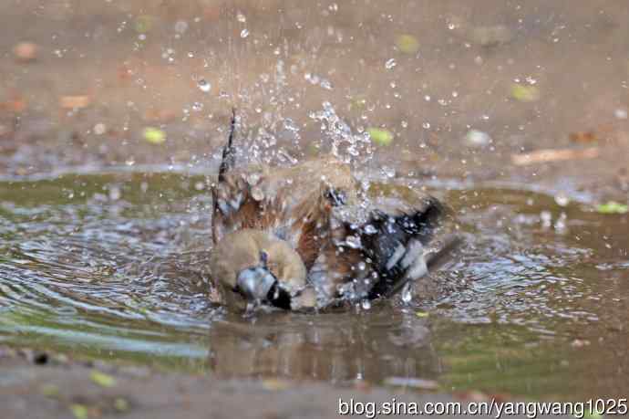 北京天坛公园的鸟类——洗浴中的锡嘴雀（3）