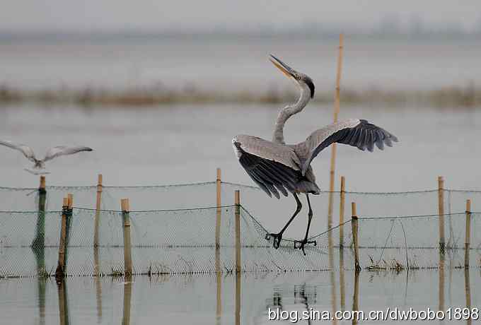 乌梁素海之草鹭鈥斺斈诿晒勰裥校ǘ）