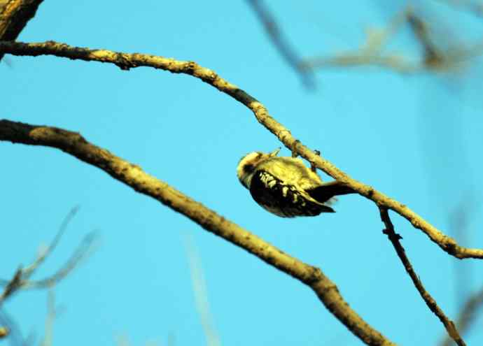 星头啄木鸟(记录版) 星头啄木鸟(记录版)