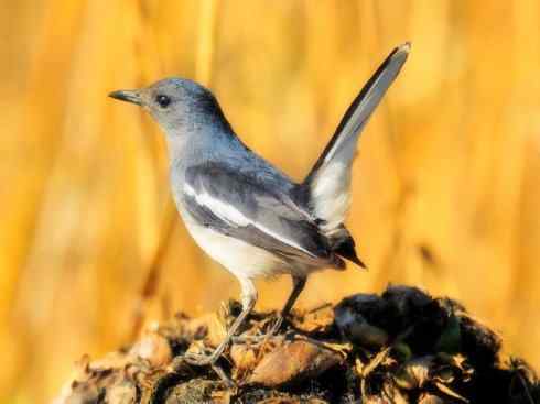 家禽驯化之源之二十五（绣眼鸟、鹊鸲四喜）