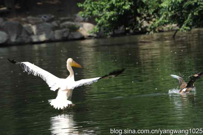 夜鹭与鹈鹕（抓拍）