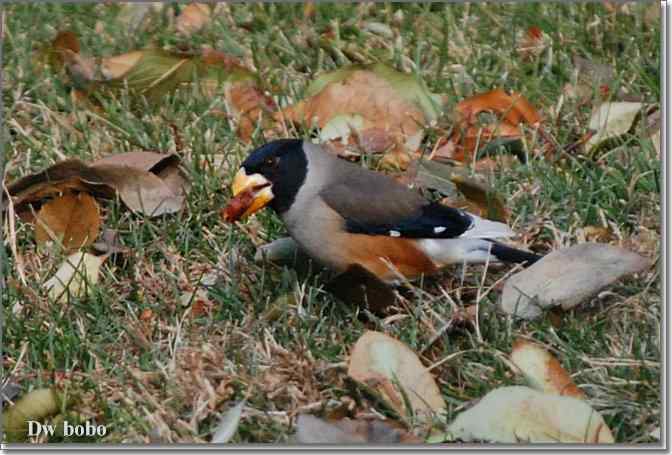 点击图片或使用键盘← →翻页