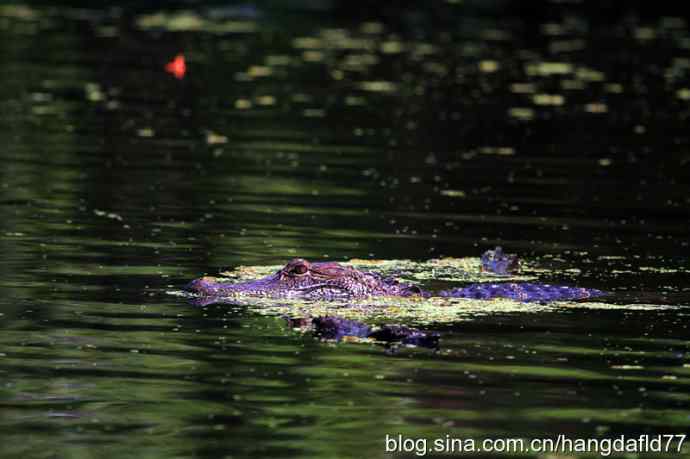 美国短吻鳄 美国短吻鳄