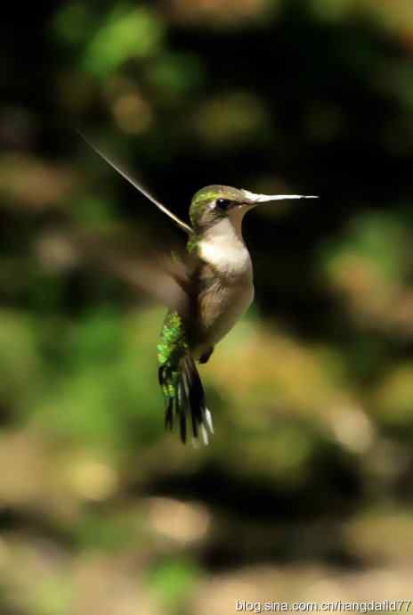 红玉喉北蜂鸟（3）