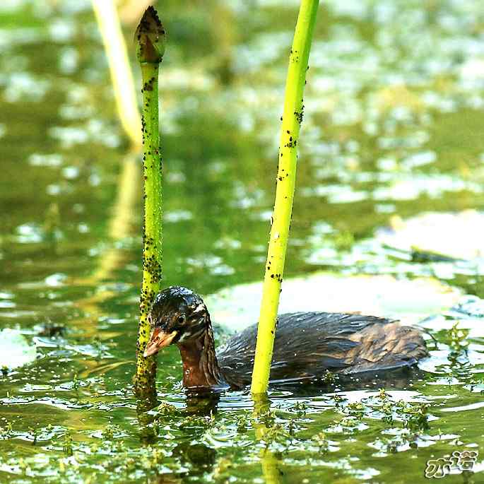 圆明园拍鸟——小小鸊鷉（数毛版）