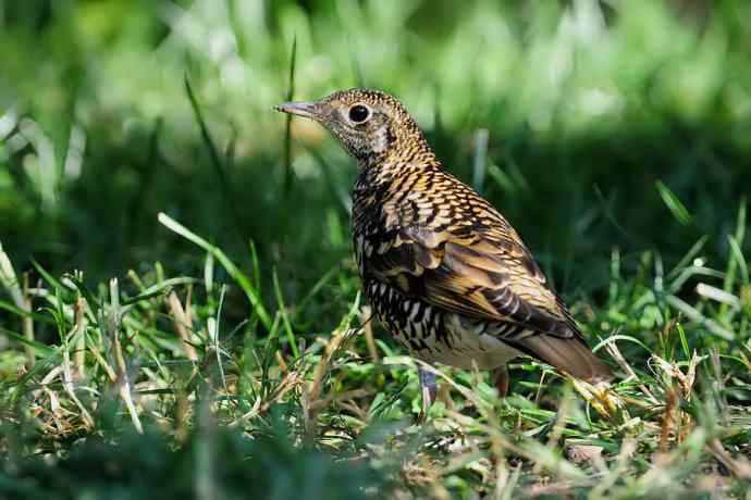 鸫鸟之最：虎斑地鸫