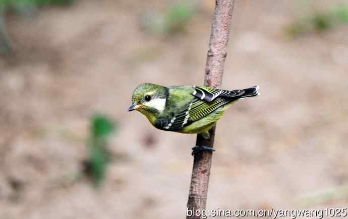 黄腹山雀（10）