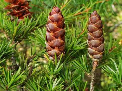 鱼类活化石：矛尾鱼