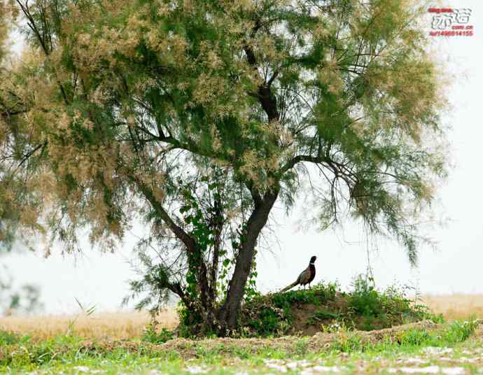 衡水湖&nbsp;wbr路&nbsp;wbr雉鸡