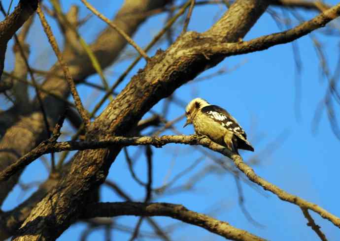 星头啄木鸟(记录版) 星头啄木鸟(记录版)