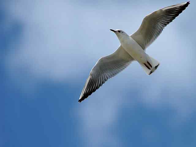 北戴河湿地演绎鸥鹭风情