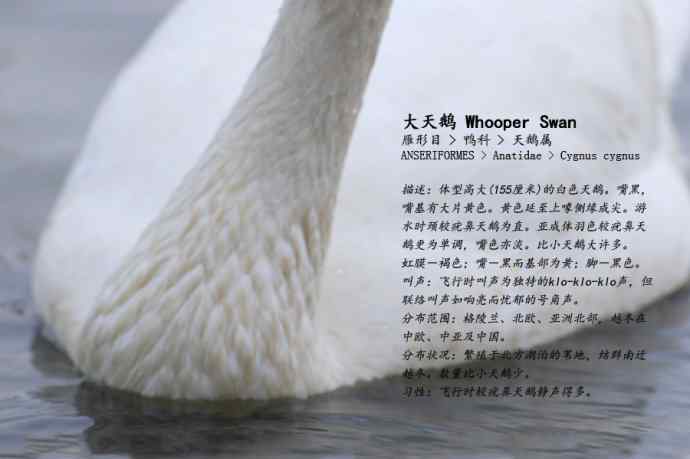 烟墩角&nbsp;wbr路&nbsp;wbr再次与大天鹅亲密相处