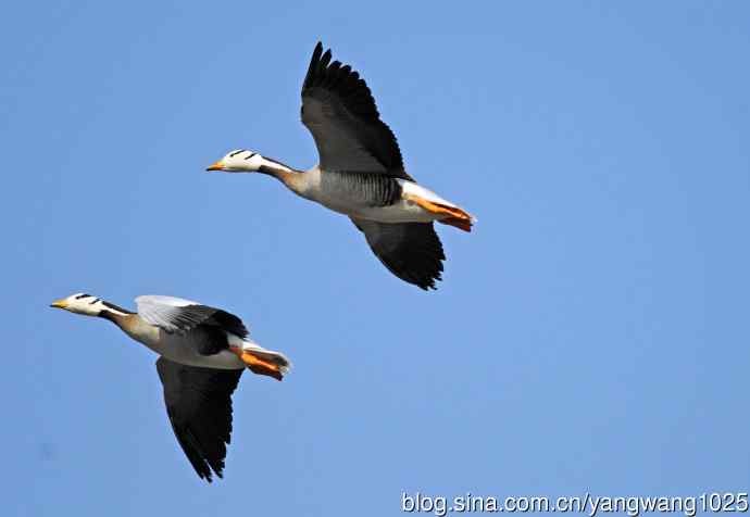 斑头雁（抓拍）13