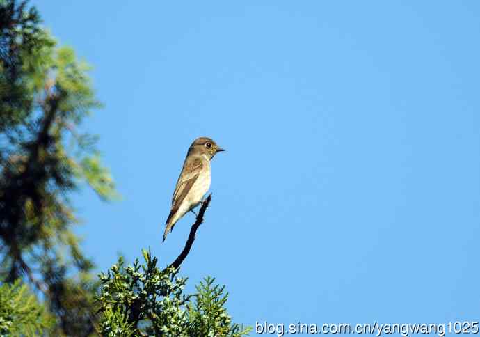 烏鶲（记录版）