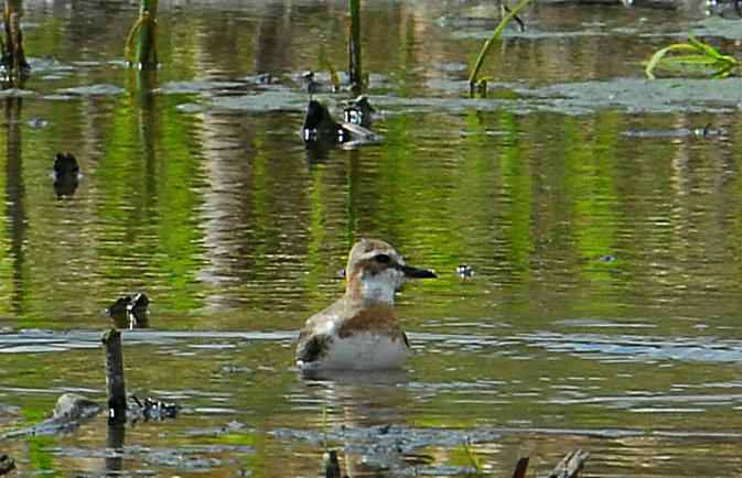 结伴打鸟(沙河水库)