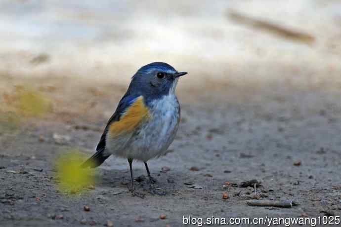 雄性红胁蓝尾鸲（20）