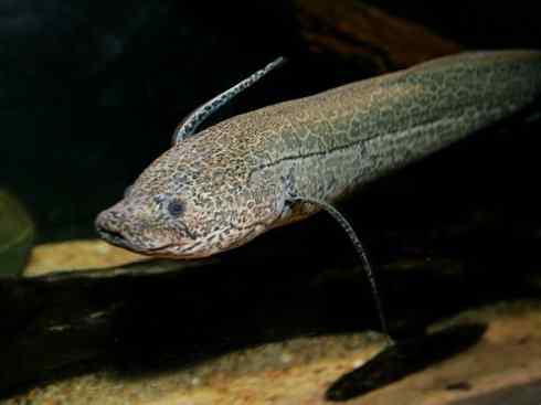 鱼类活化石：非洲肺鱼