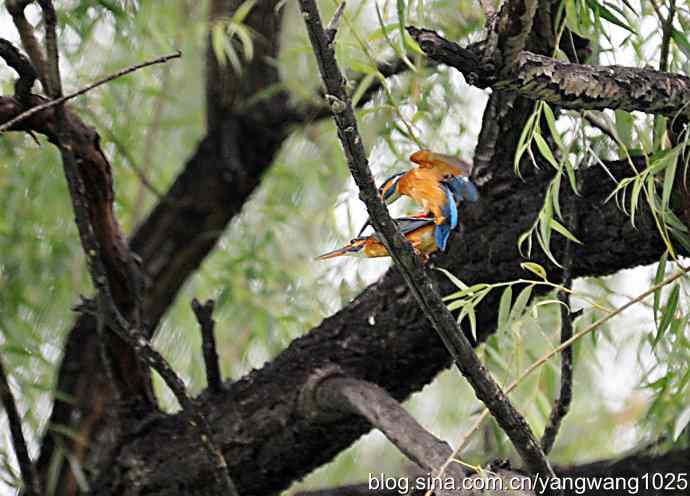 出双入对的小翠鸟（纪实版）