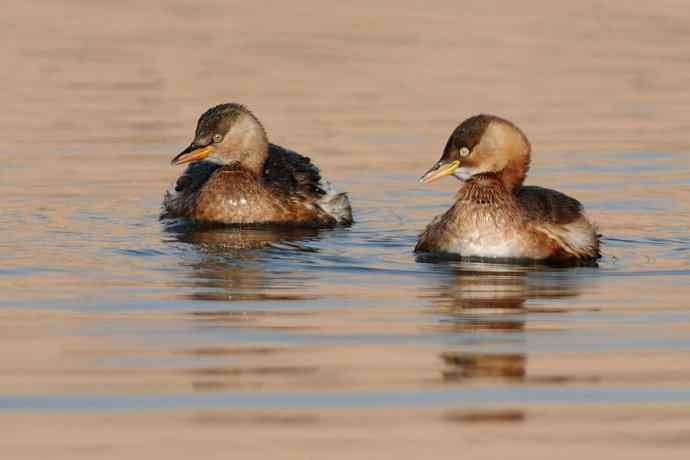 两只小鸊鷉 浅议趴拍