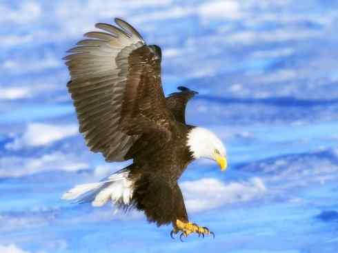 白头鸟系列:另类的美丽(白头海雕) 白头鸟系列:另类的美丽(白头海雕)