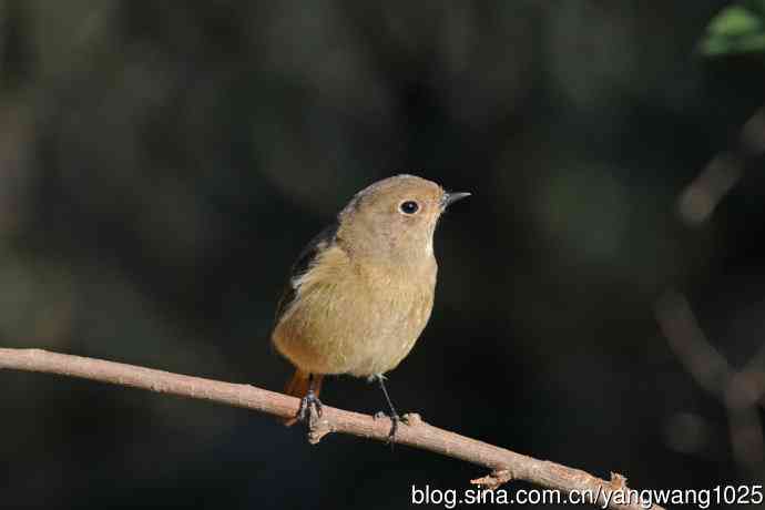 雌性北红尾鸲(3) 雌性北红尾鸲(3)