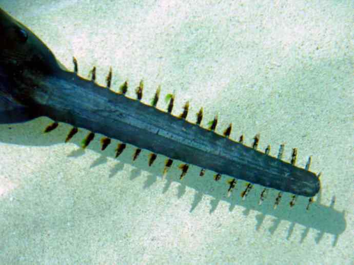 鱼类活化石:锯鳐 鱼类活化石:锯鳐