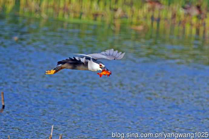 捕鱼的夜鹭（2）