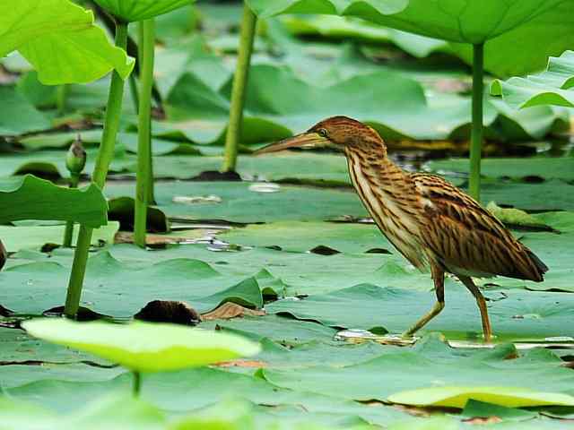 东方之莺鈥斺斀渑慕械降 东方之莺鈥斺斀渑慕械降