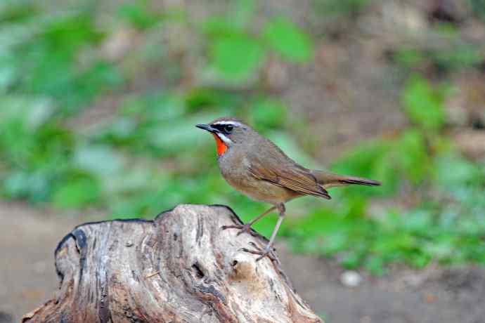 北京天坛公园的鸟类——雄性红喉歌鸲（4）