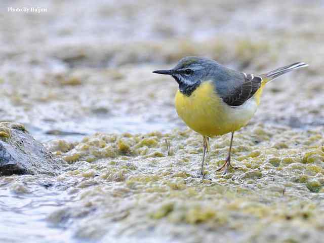 房山十渡(灰鹡鸰)