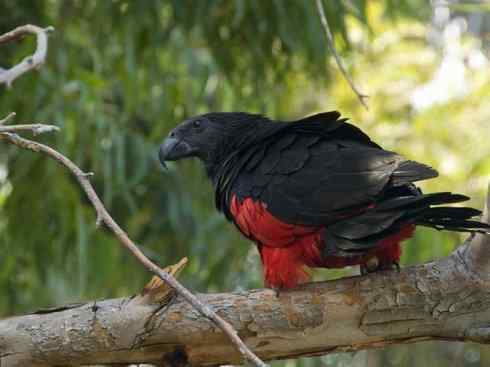 极品红色鸟类：红色吸蜜鹦鹉