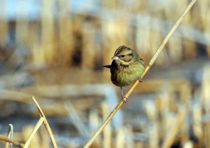 雌性灰头鹀（1）