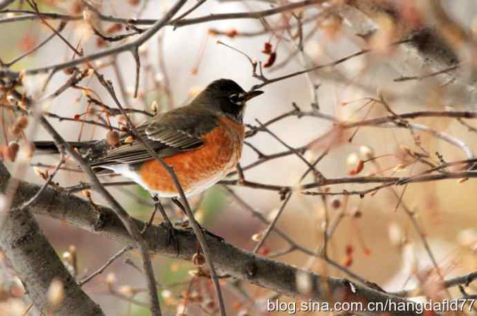 冬日里的北美知更鸟