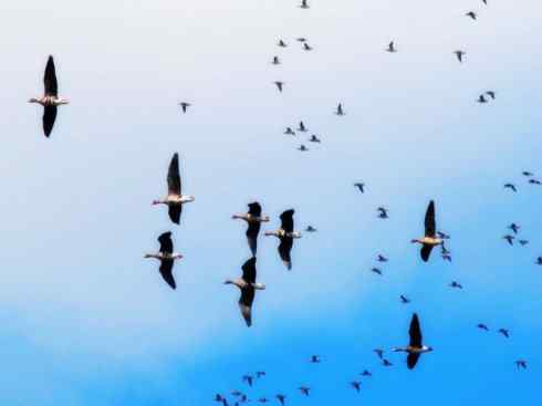 自然奇观：动物大迁徙(游禽)