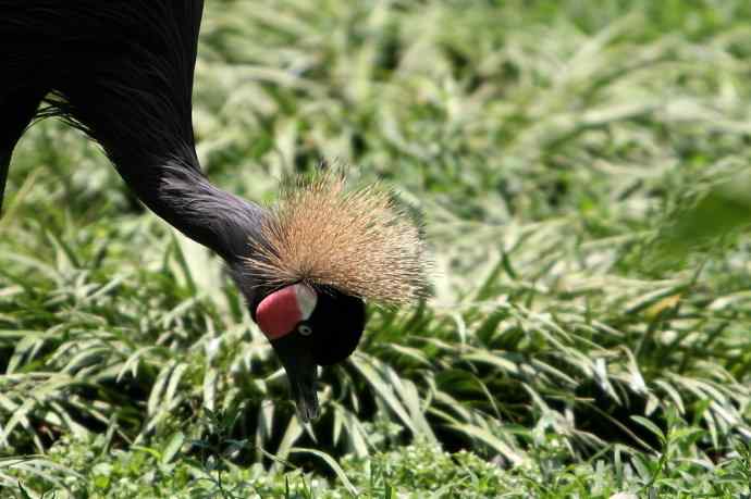穷人初哥打鸟习作 穷人初哥打鸟习作