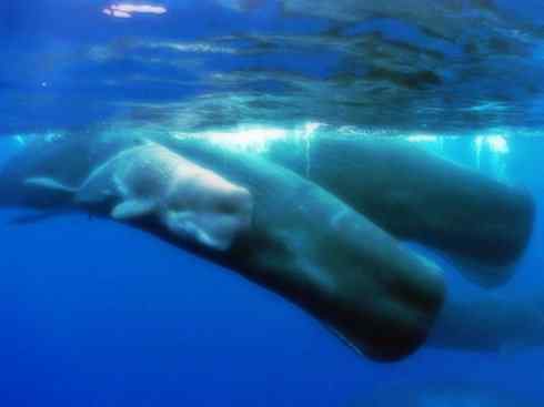 自然奇观：动物大迁徙(齿鲸类)