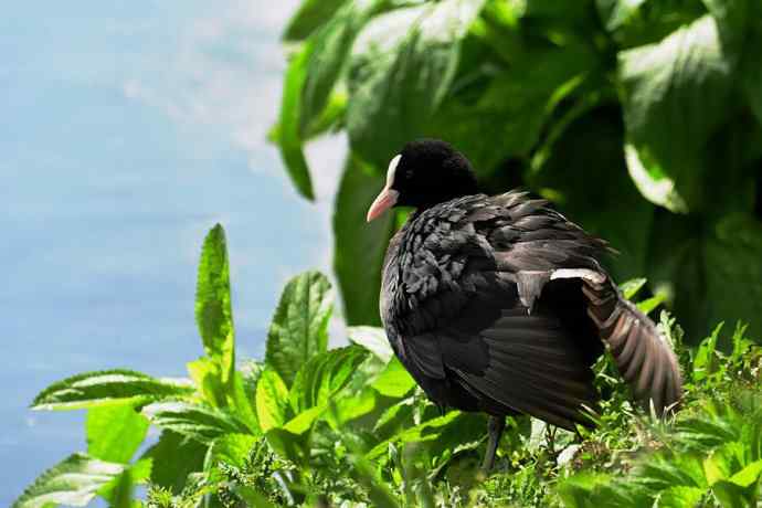 携意国白骨顶及风情向博友们问好并祝五一节愉快